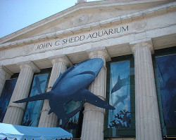 Co można zobaczyć w Shedd Aquarium w Chicago