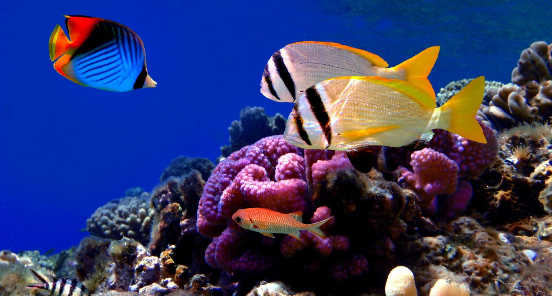 Fauna oceanów – koralowce