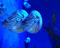 Głowonogi – oceaniczne kameleony
