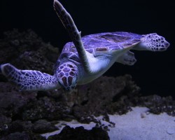 Żółwie morskie – fascynujące stworzenia z oceanu
