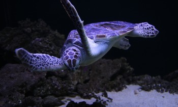 sea-turtles-815519_1280