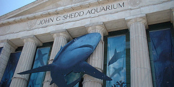 Co można zobaczyć w Shedd Aquarium w Chicago